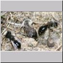 Andrena vaga - Weiden-Sandbiene -11- 09.jpg